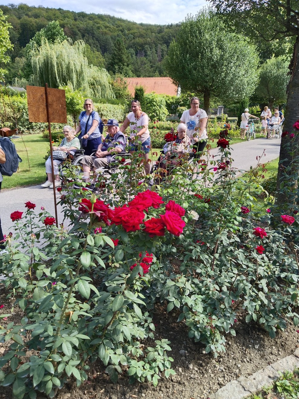 Ein Rosenstrauch